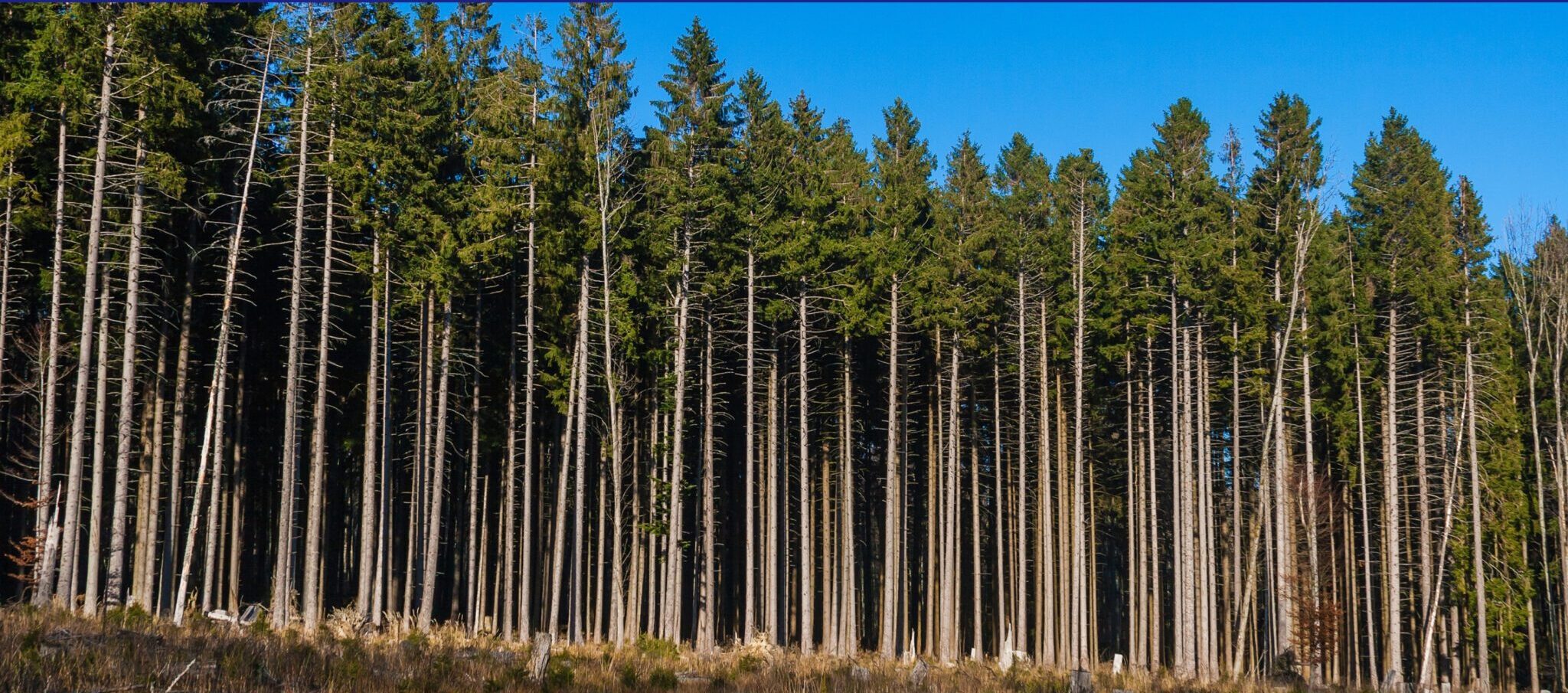 Pemanfaatan LiDAR untuk Menghitung Jumlah Pohon